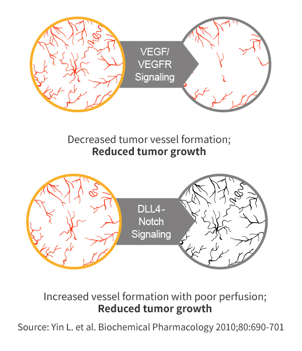 Dual Blockade of VEGF & DLL4 overcomes VEGF resistance