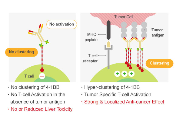 ABL’s Grabody™ T BsAb is engineered to activate T-cells only at the Tumor Microenvironment (Strong Safety Profile)