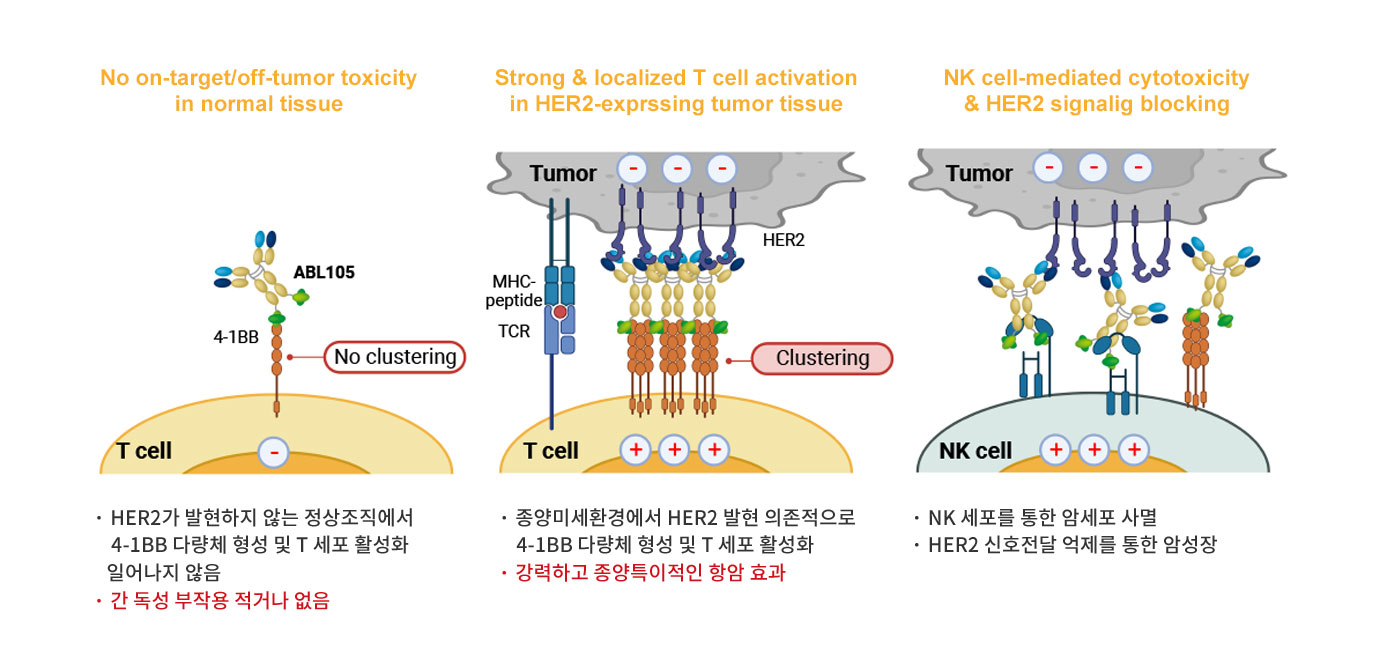 ABL105 작용기전